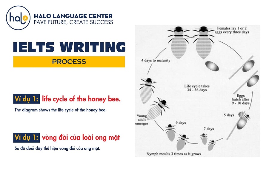 Writing Ielts Process