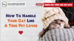 How To Handle Your Cat Like A True Pet Lover
